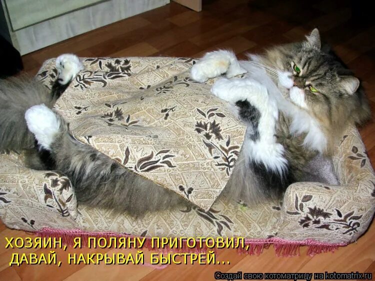 Кот будит по утрам. Меня будить. Не надо меня будить. Разбуди в себе зверя мем. Пошли пожрем кот.