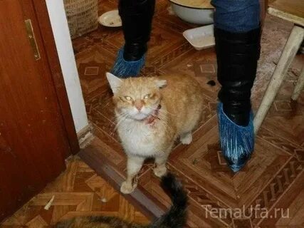Сколько времени кошка может прожить без еды
