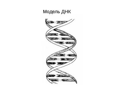 Схема молекулы днк
