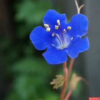Фацелия голубая