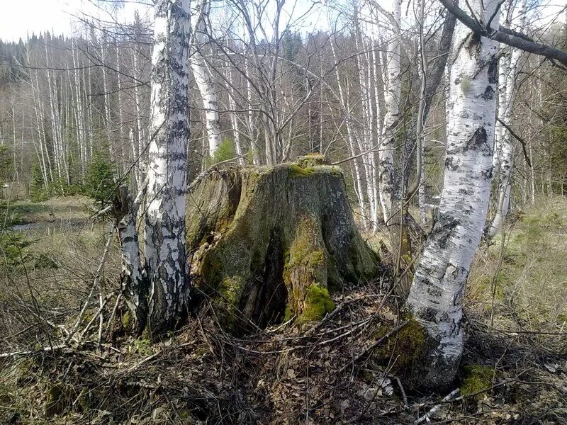 Мох березка. Старый пень в лесу. Пень березы. Пенек в лесу. Старый березовый пень.