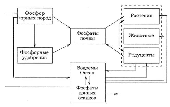 Общий фосфор в воде. Круговорот фосфора схема. круговорот фосфора ( по п. дювиньо и м. тангу ). цикл фосфора в биосфере схема. схема фосфора в природе.