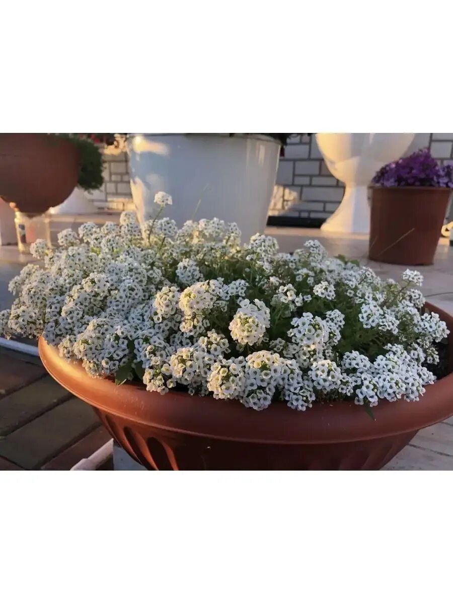 alyssum fidesi, ballıca fidesi, ballıca fidesi satışı - 156,02 TL