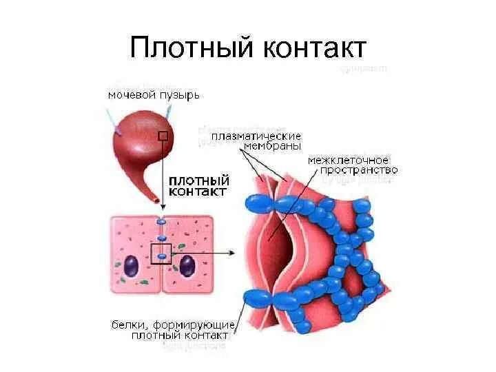 Плотный отдельный. Строение плотного контакта. Плотный контакт. Плотный межклеточный контакт. Плотный замыкающий контакт.