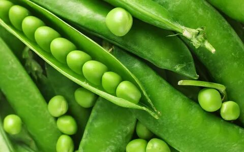 Pea plants