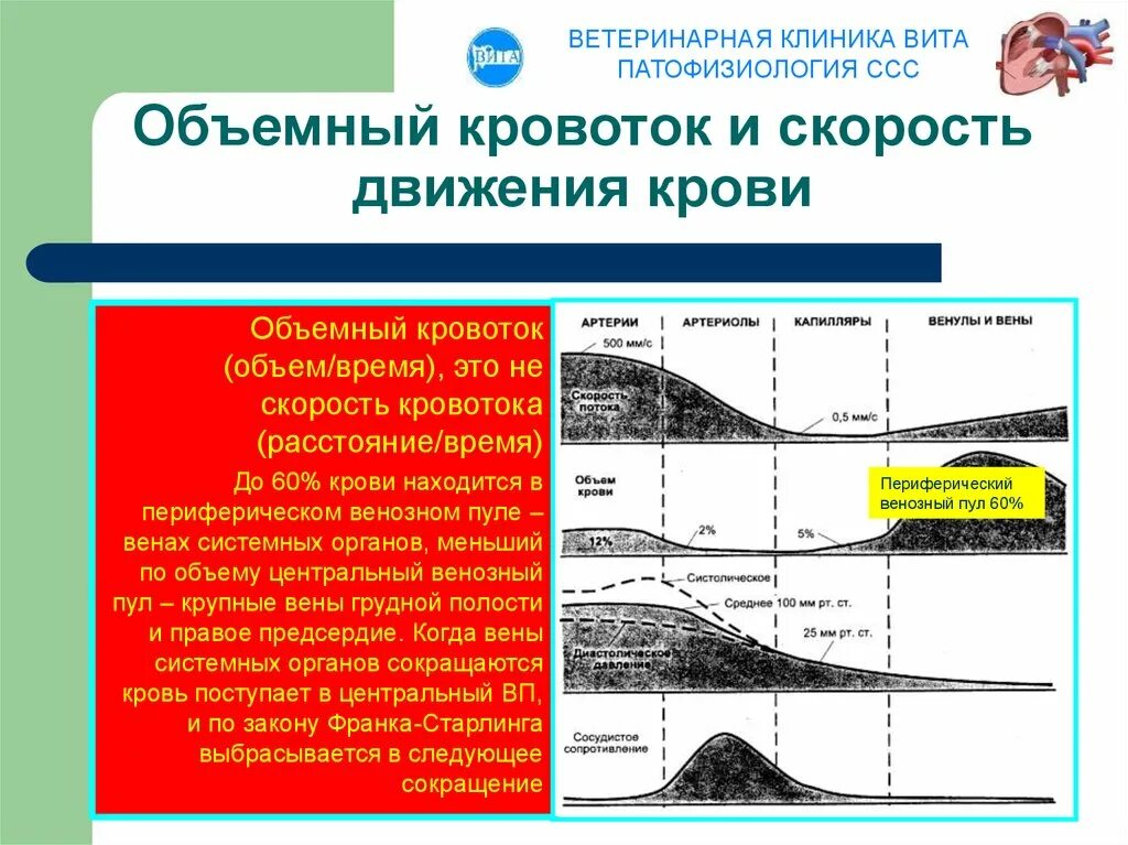 Линейная и объемная скорость кровотока. Линейная скорость кровотока в капиллярах. Синхронные графики изменения линейной скорости кровотока. Скорость движения крови. Линейная и объемная скорость движения крови.