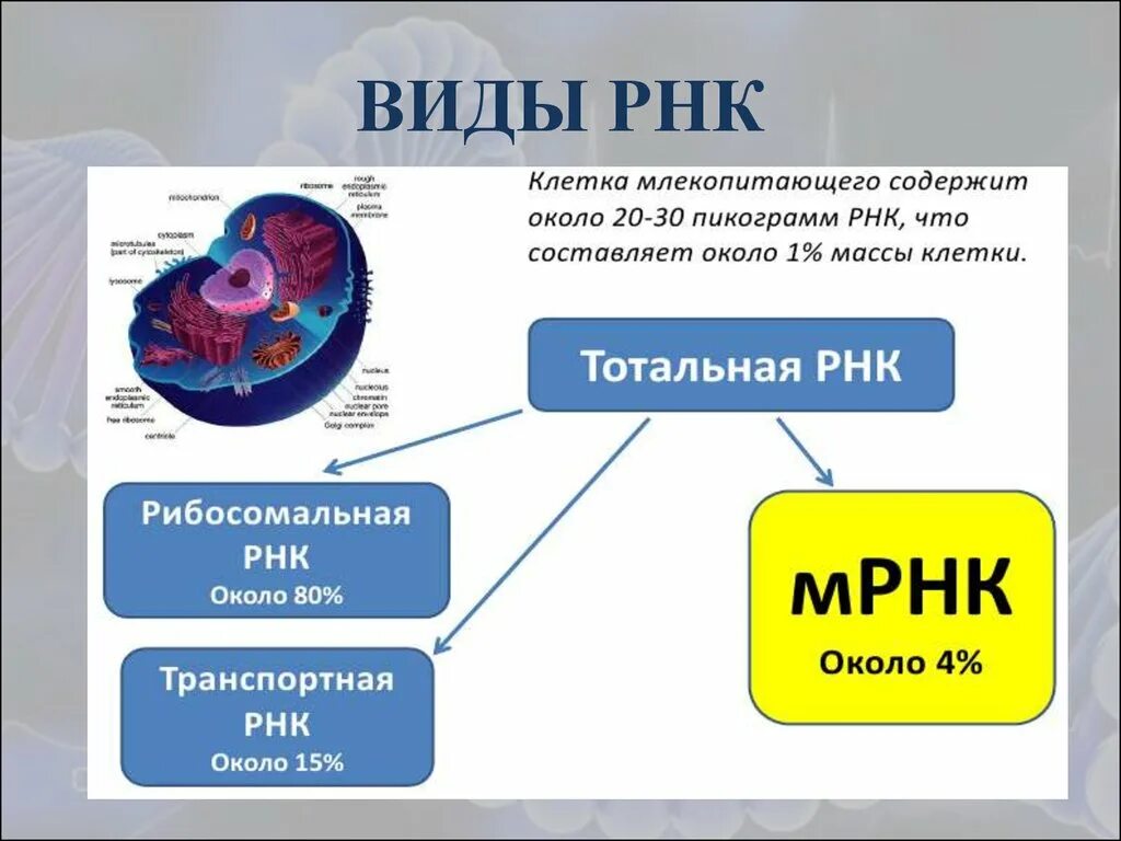 РНК содержится в. Месторасположение РНК.