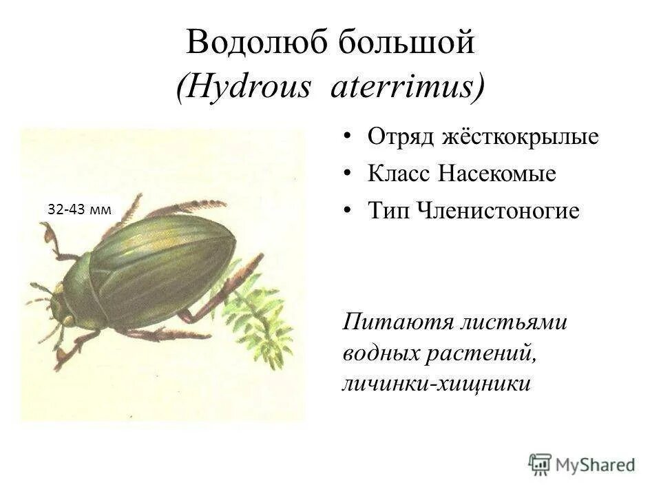 Жук большой черный водолюб. Жук плавунец. Форма тела жука плавунца окаймленного. Водолюб большой место обитания форма тела. Личинка окаймленного жука плавунца.