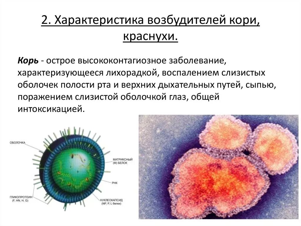 Вирус возбудителя кори. Корь характеристика возбудителя. Характеристика возбудителя кори. Описание вируса кори 5 класс. Коревая краснуха возбудитель заболевания.