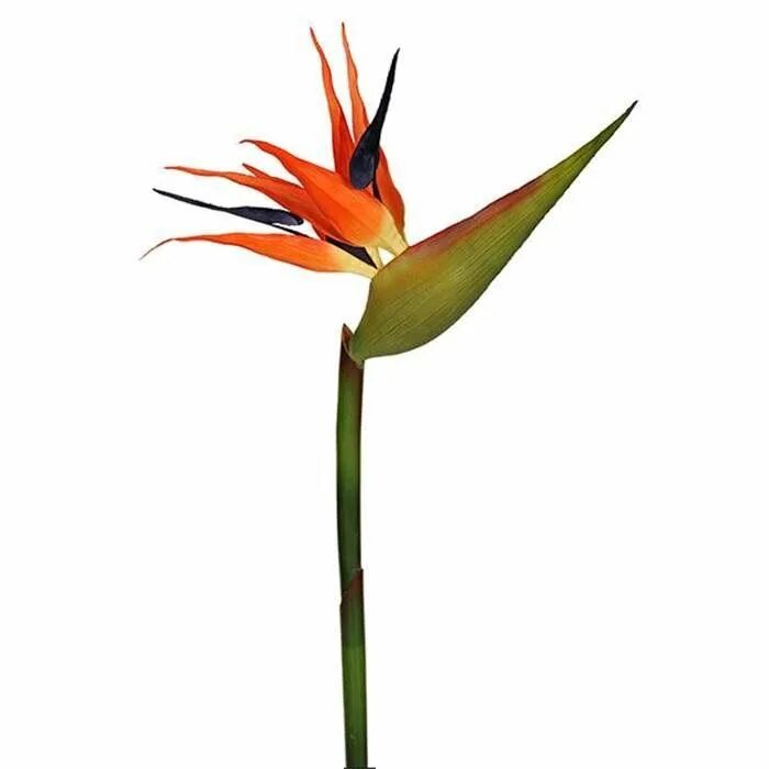 Цветок длинные ноги. Стрелиция (strelitzia). стрелиция стрелиция цветы. цветок стрелиция королевская. стрелиция августейшая.