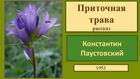 Трава рассказала