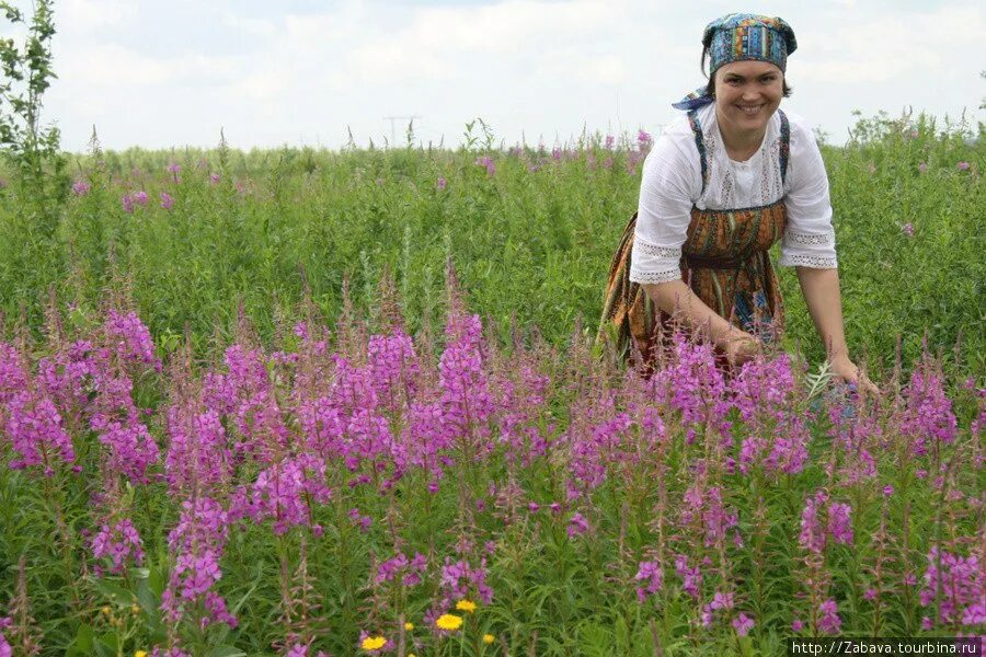 какие растения можно собирать. какие растения можно собирать. какие растения можно собирать. травы в июне собирать. целебные травы.