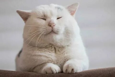 Круглый белый кот