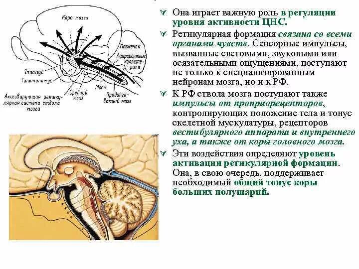 Функции нервной системы двигательная. Ретикулярная формация мозгового ствола. Ретикулярная формация Курпатов. Ретикулярная формация в ВНС. Ядра ретикулярной формации физиология.