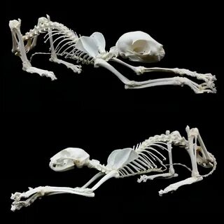 Кости кошки