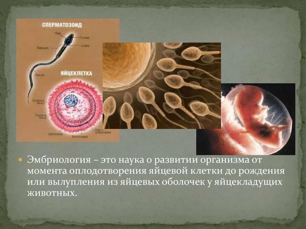 Оплодотворение эмбриология. Момент оплодотворения. Оплодотворение животных. Строение половых клеток.. Яйцеклетка эмбриология.