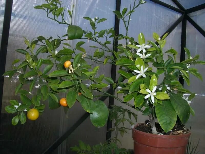 Дерево кумкват цветение. Цитрус (комнатное растение) лимон Мейера. Растения лимона апельсина мандаринами. Лимон кумкват комнатный. Почему не цветет лимон