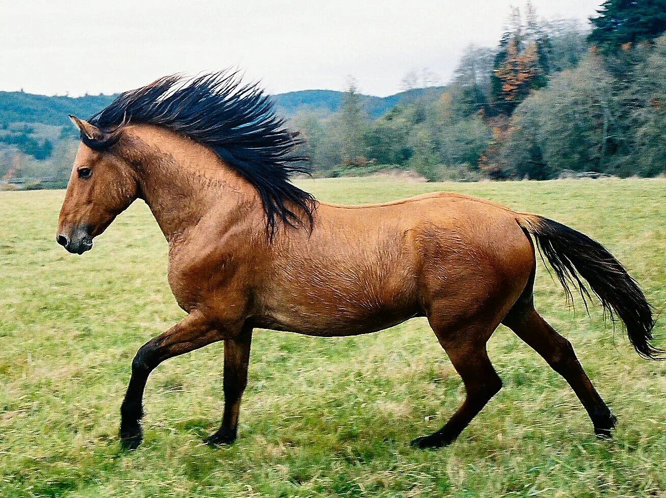 Кигер-Мустанг. Лошадь породы Мустанг. Кигер Мустанг гнедой. Кигер-Мустанг лошадь.