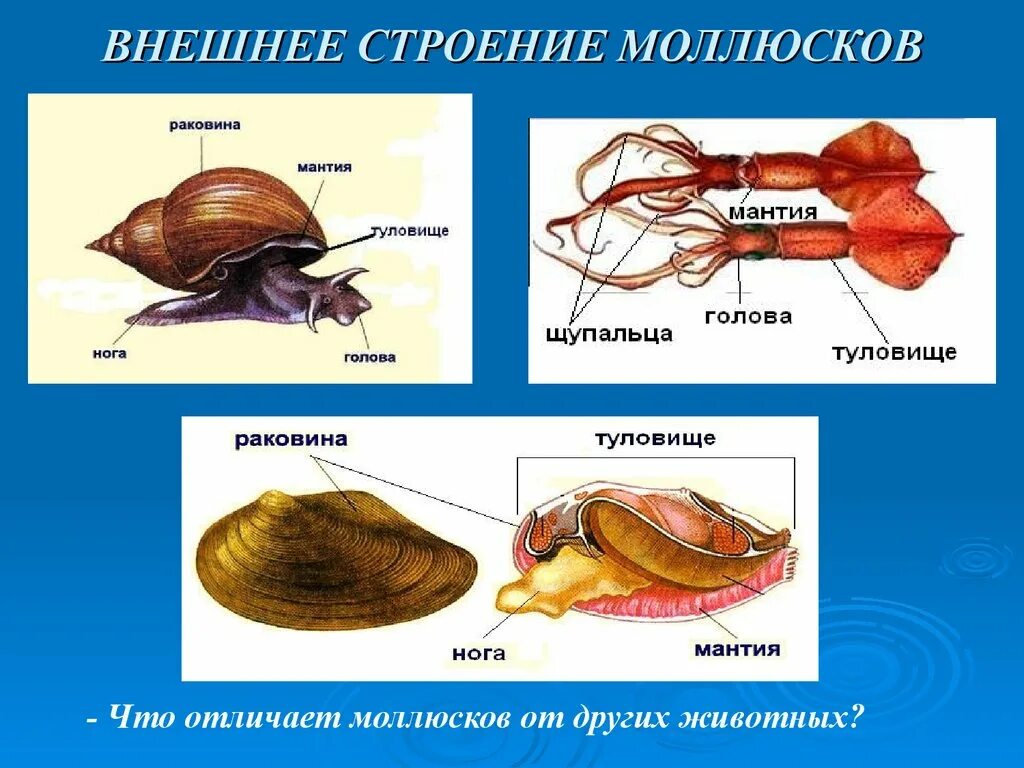 Тип двустворчатые моллюски строение. Выделительная брюхоногих моллюсков. Строение брюхоногих моллюсков. Строение брюхоногих моллюсков 7. Представители класса брюхоногих моллюсков