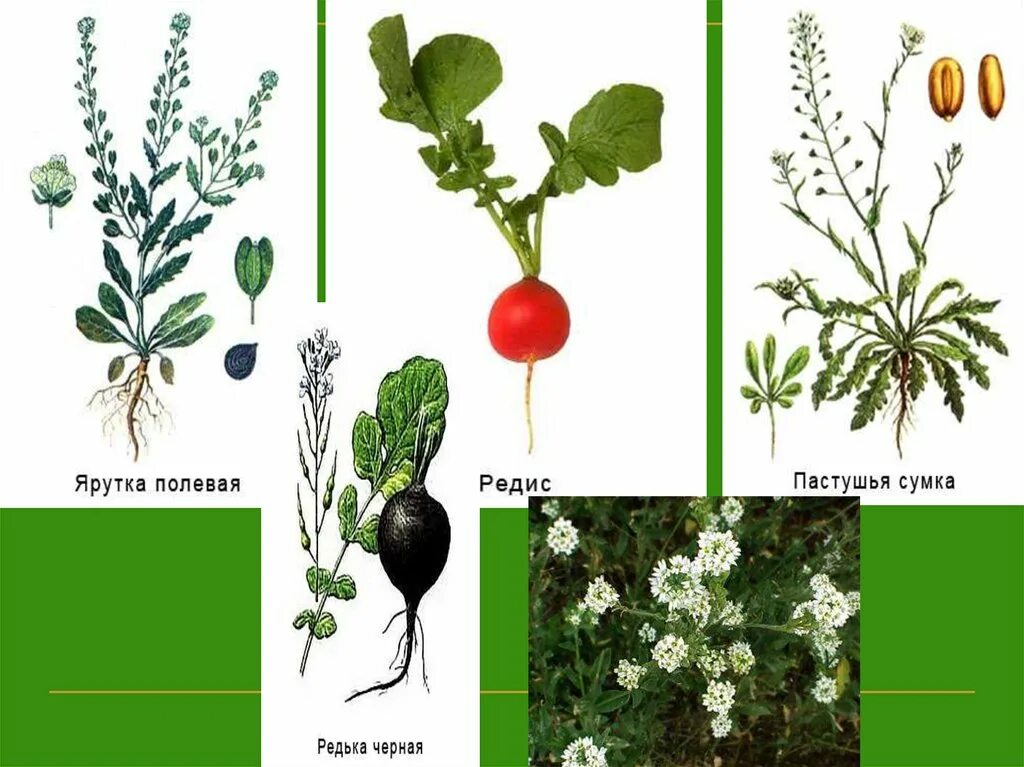 Многообразие растений класса Двудольные - online presentation
