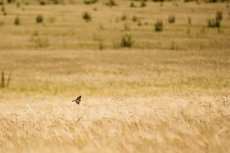 Ласточка стремительно и низко пролетает над прудами. Пшеничное поле с птицами. Ласточки над полем. Ласточки в поле. Птицы пшеничного поля названия.