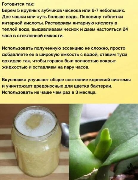 Чесночная вода рецепт приготовления в домашних. Рецепт чесночной воды для питья. Чесночный настой для орхидей. Чесночная вода как приготовить. Рецепт чесночной подкормки для орхидей.