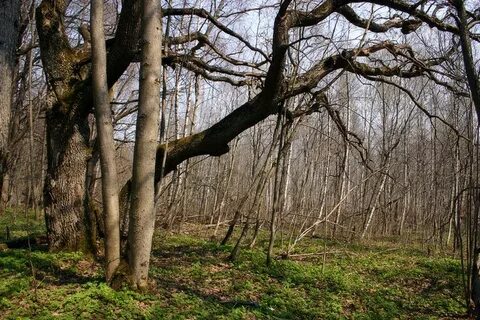 Засеки