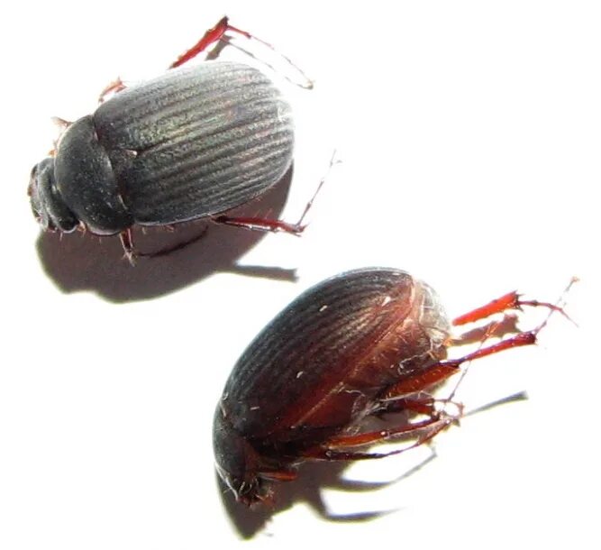 Как распознать жучка по фото. Как распознать жучка по фото. Определение жучка. Маленький жук. Распознать жучков по фото.