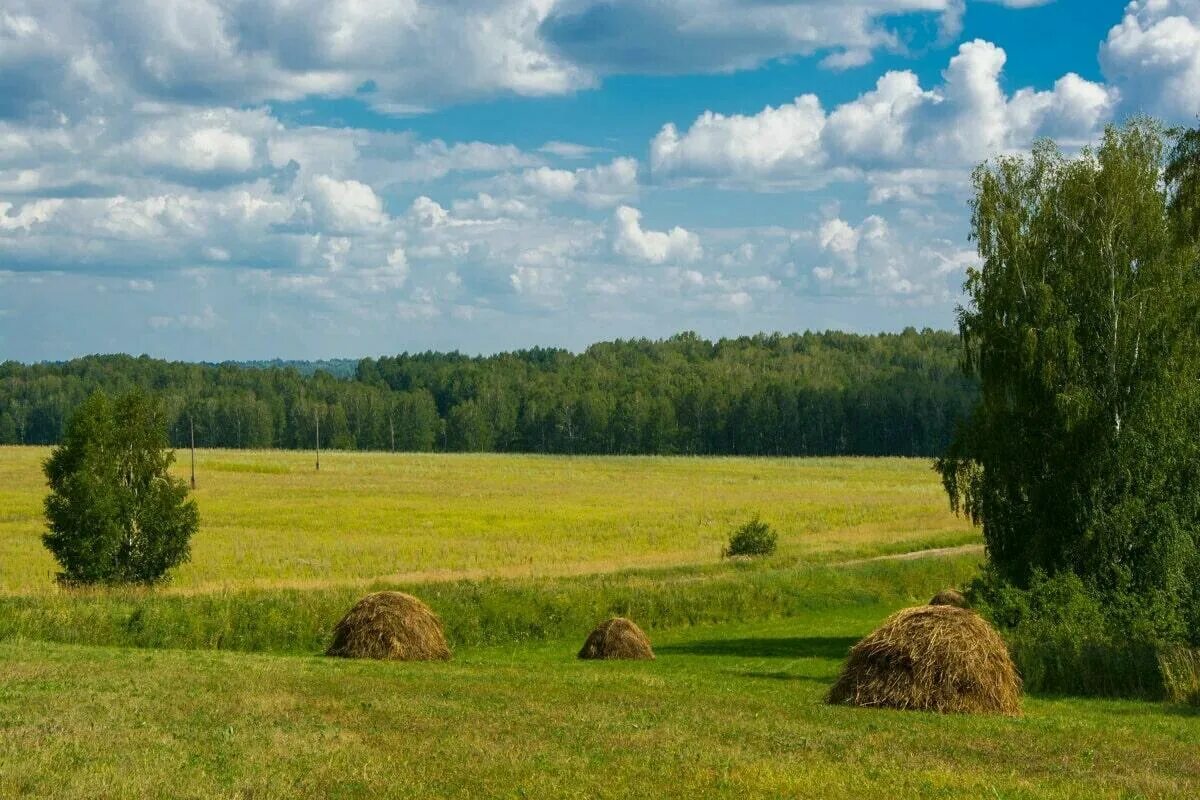 Деревня поле сенокос. Сенная копна. Лето в деревне сенокос. Сычевка Алтайский край сенокос. Три стога сена