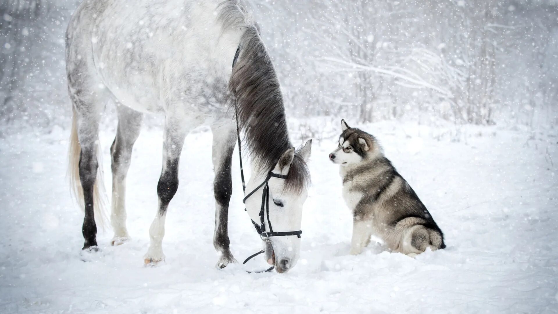 Радостный конь. Чылгычы оол. Смешные лошади. Лошадь радуется. Лошадь радуется.