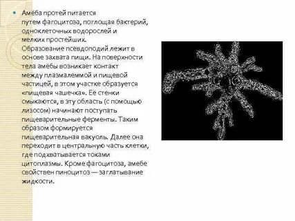 Как передвигается амеба протей