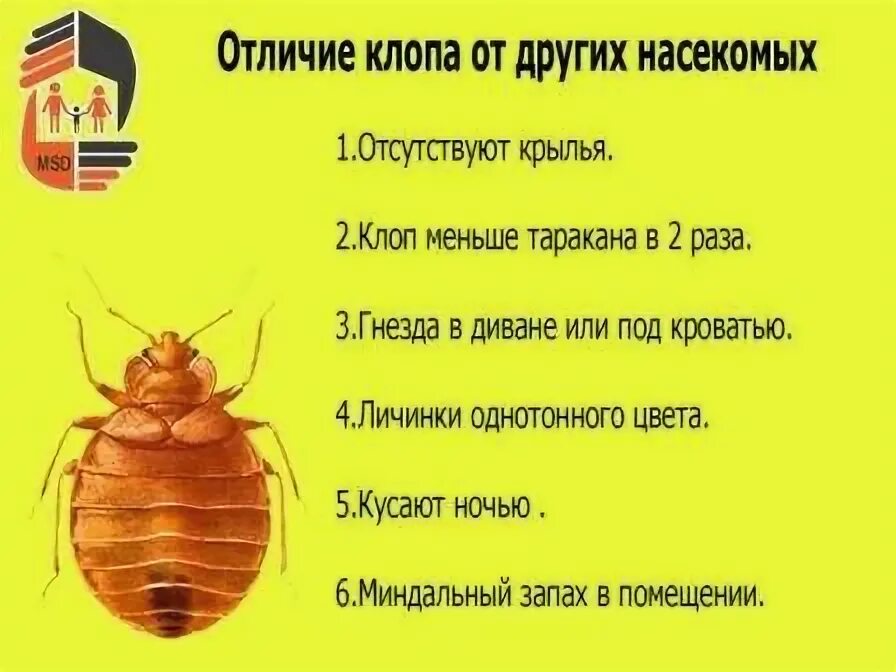Какой запах не любят клопы