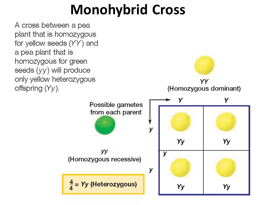 Моногибридное скрещивание f2. Monohybrid Cross. Monohybrid Crossing. Between the Crosses. Homozygous.