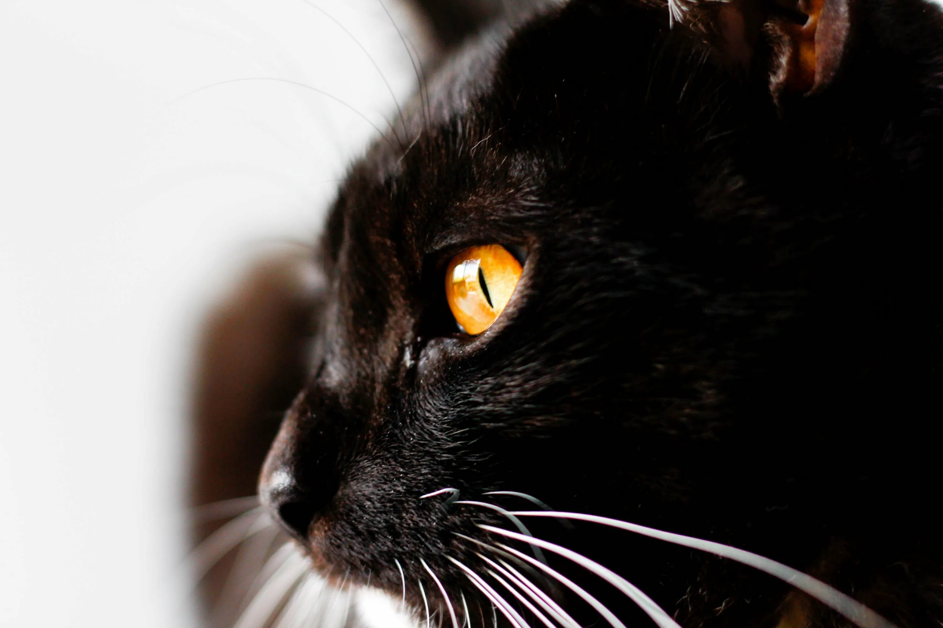 Чёрный кот. Красивая черная кошка. Красивый черный кот. Чёрный кот с янтарными глазами.