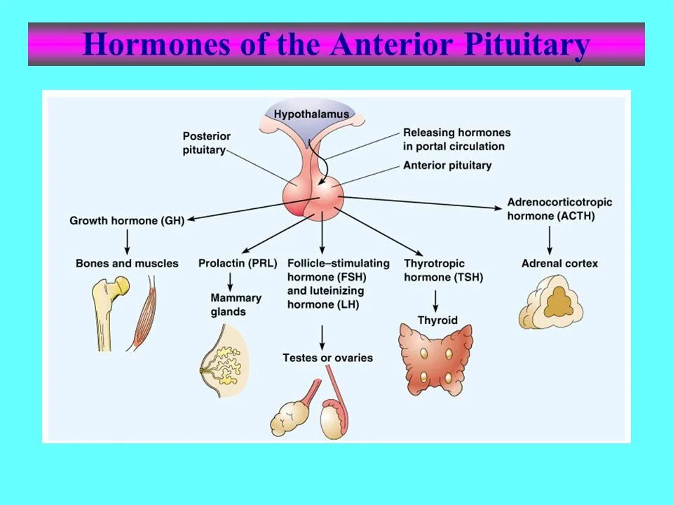 Hormones of anterior pituitary. Adenohypophysis Hormones. Urinary Endocrine.