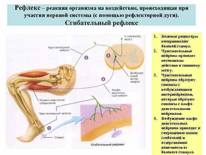 Лабораторная работа рефлекс. Коленный рефлекс физиология. Рефлекторный механизм спинного мозга. Схема рефлекторной дуги коленного рефлекса. Коленный рефлекс осуществляется нервом.