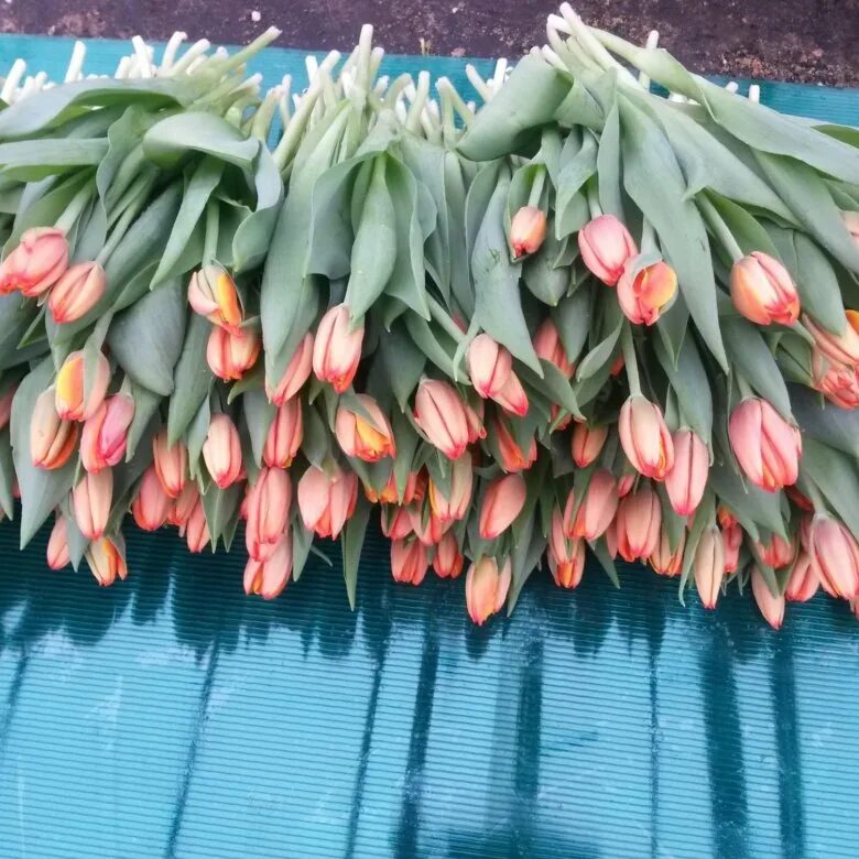 Тюльпаны новосибирск розница. Тюльпаны опт. Тюльпаны оптом. Тюльпаны оптом фото. Tulips оптом.