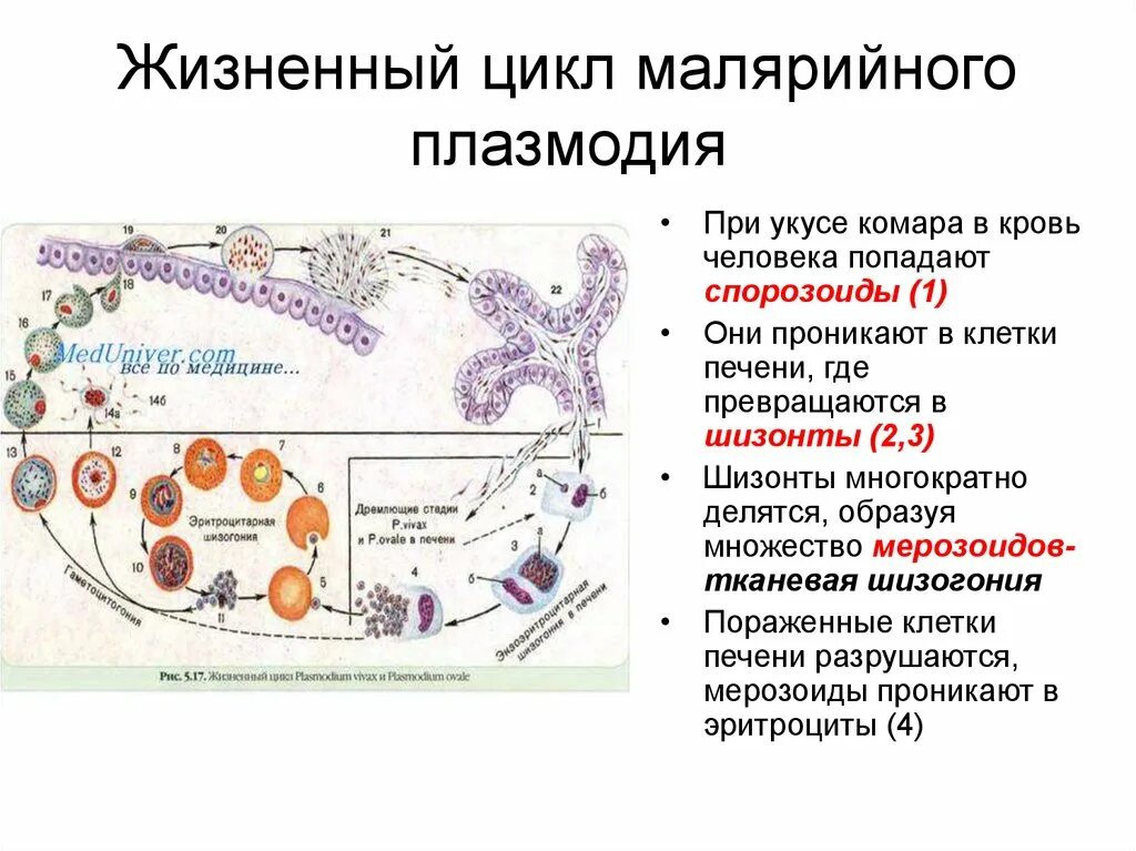 Стадии жизненного цикла малярийного плазмодия. Характеристика стадий развития малярийного плазмодия. Половой цикл развития малярийного плазмодия. Характеристика жизненного цикла малярийного плазмодия:.