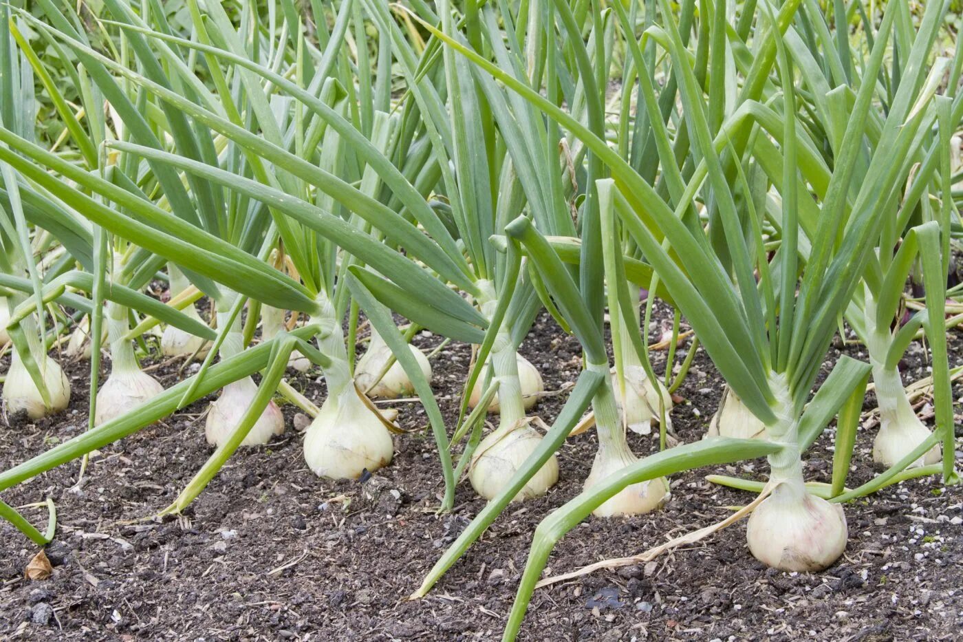 Лук Эксибишен. Глобо лук севок. Лук Allium Cepa. Чеснок Allium sativum. Почему лук назвали луком