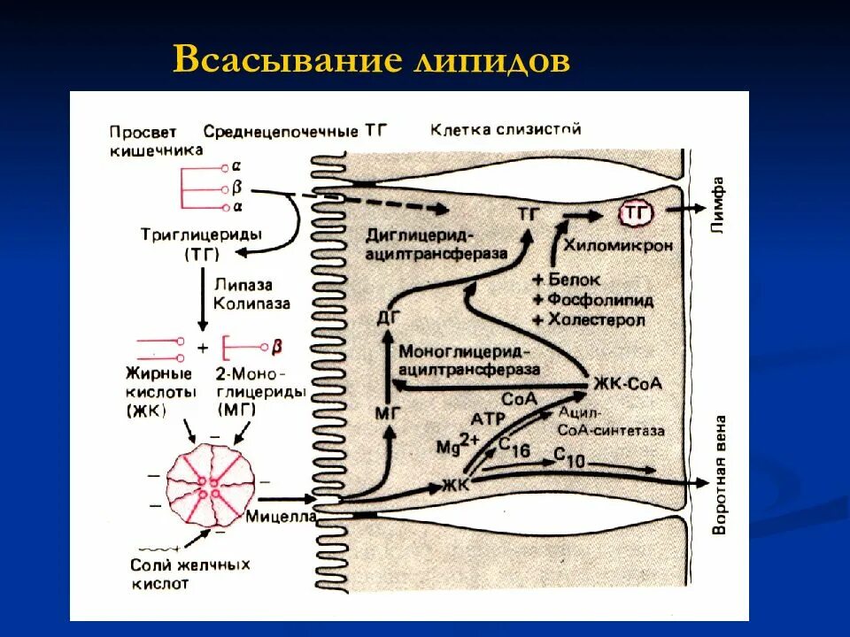 Расщепление липидов последовательность. Переваривание и всасывание липидов схема. Всасывание липидов. Всасывание липидов в тонком кишечнике. Всасывание жиров биохимия.