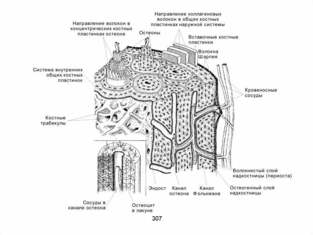 Компактная кость строение. Строение трубчатой кости гистология. строение остеона костная ткань. трубчатая кость строение гистология. схема продольного среза диафиза трубчатой кости.