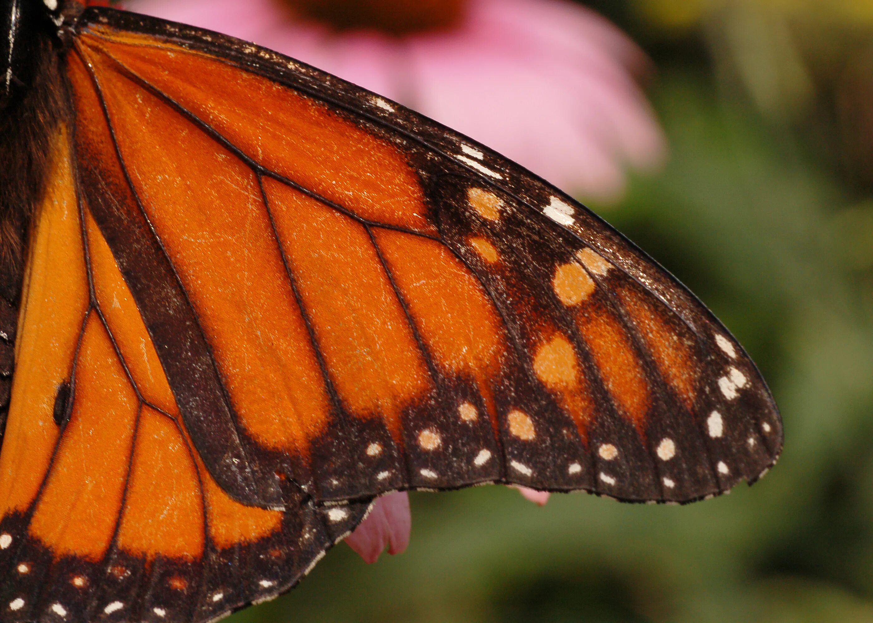 Простые крылья бабочки. Бабочка Danaus plexippus. Крылья бабочки монарха. Бабочка Монарх самец. Голубянка Икар бабочка Монарх.