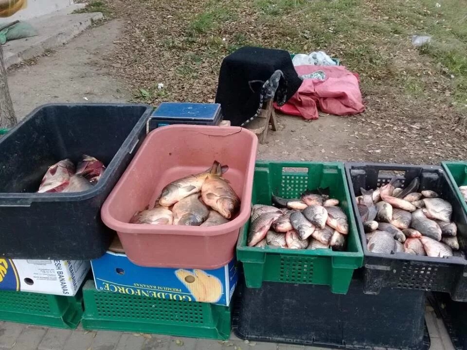 Рынок живая рыба. Торговля рыбой. Уличная торговля рыбой. Торговля рыбой на рынке. Торговля живой рыбой на рынке.