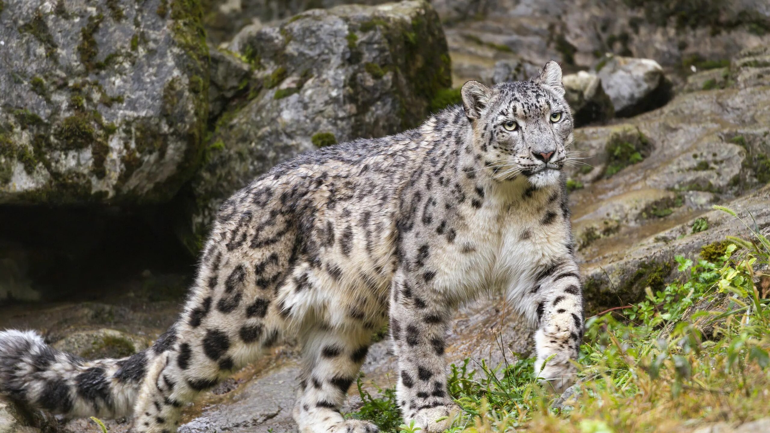 - снежный барс (panthera uncia. Суррейская пума. Пума горный лев. Снежный барс картинки. Снежный барс ирбис оскал.