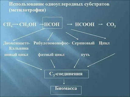Вопросы по обмену веществ