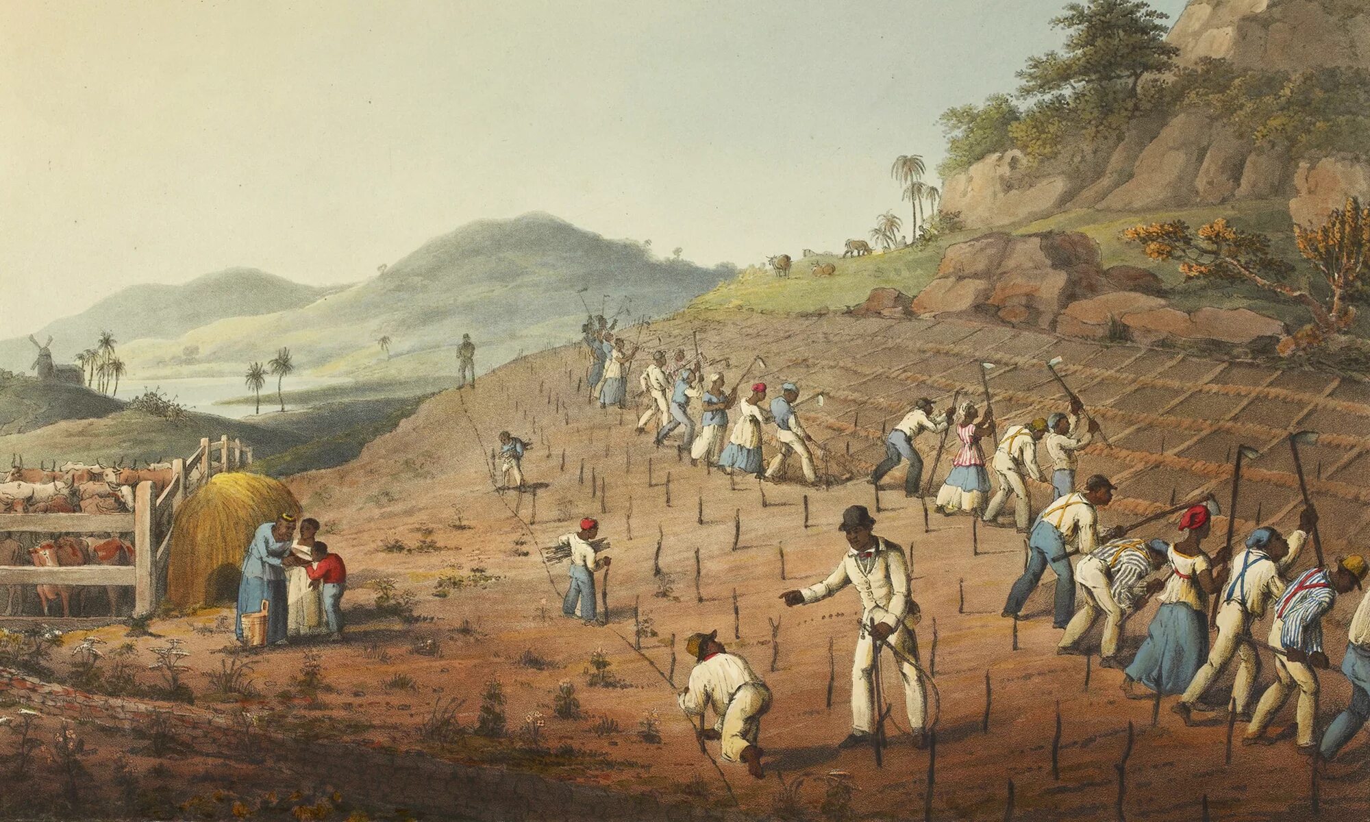 Плантации рабыни. Плантации в Латинской Америке 19 век. Сельское хозяйство Латинской Америки 19 век. Плантаторы в США 19 век. Земледелие в Индии 19 век.