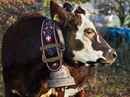 Cow bell