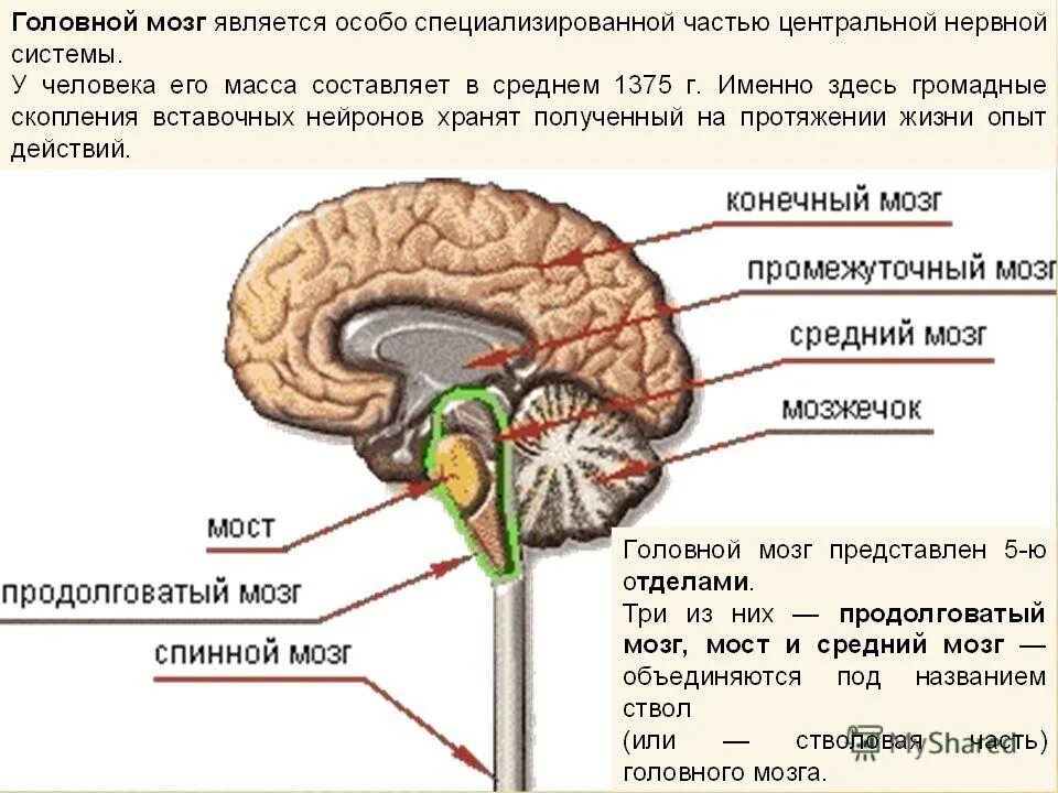 Структура мозга человека и функции. Структура и функции ствола мозга. Ствол мозга строение и функции анатомия. Ствол головного мозга это отдел головного мозга. Схема внутреннего строения отделов ствола головного мозга.