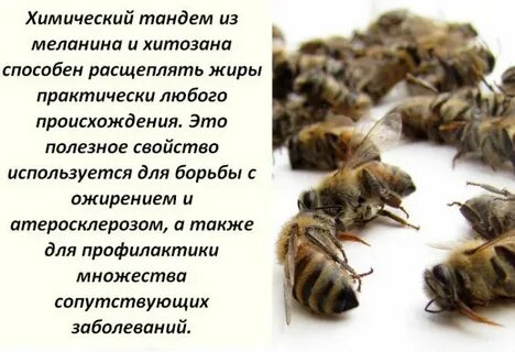 Пчелиный подмор лечебные свойства и применение отзывы