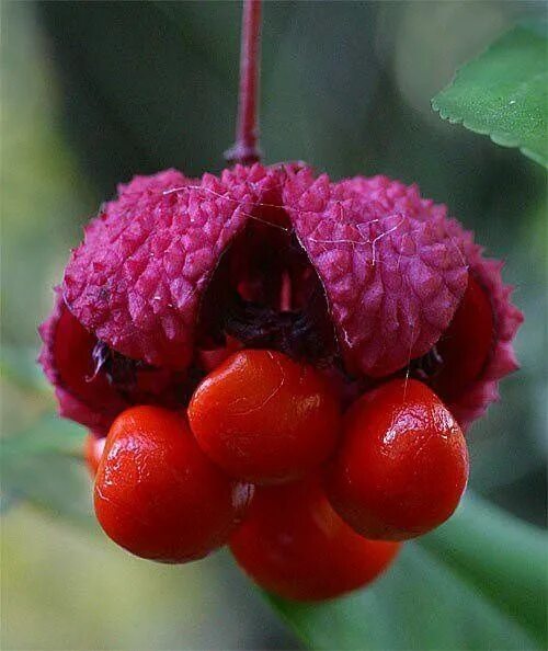 Free Images : blossom, fruit, berry, flower, bloom, food, produce, blackberry, s